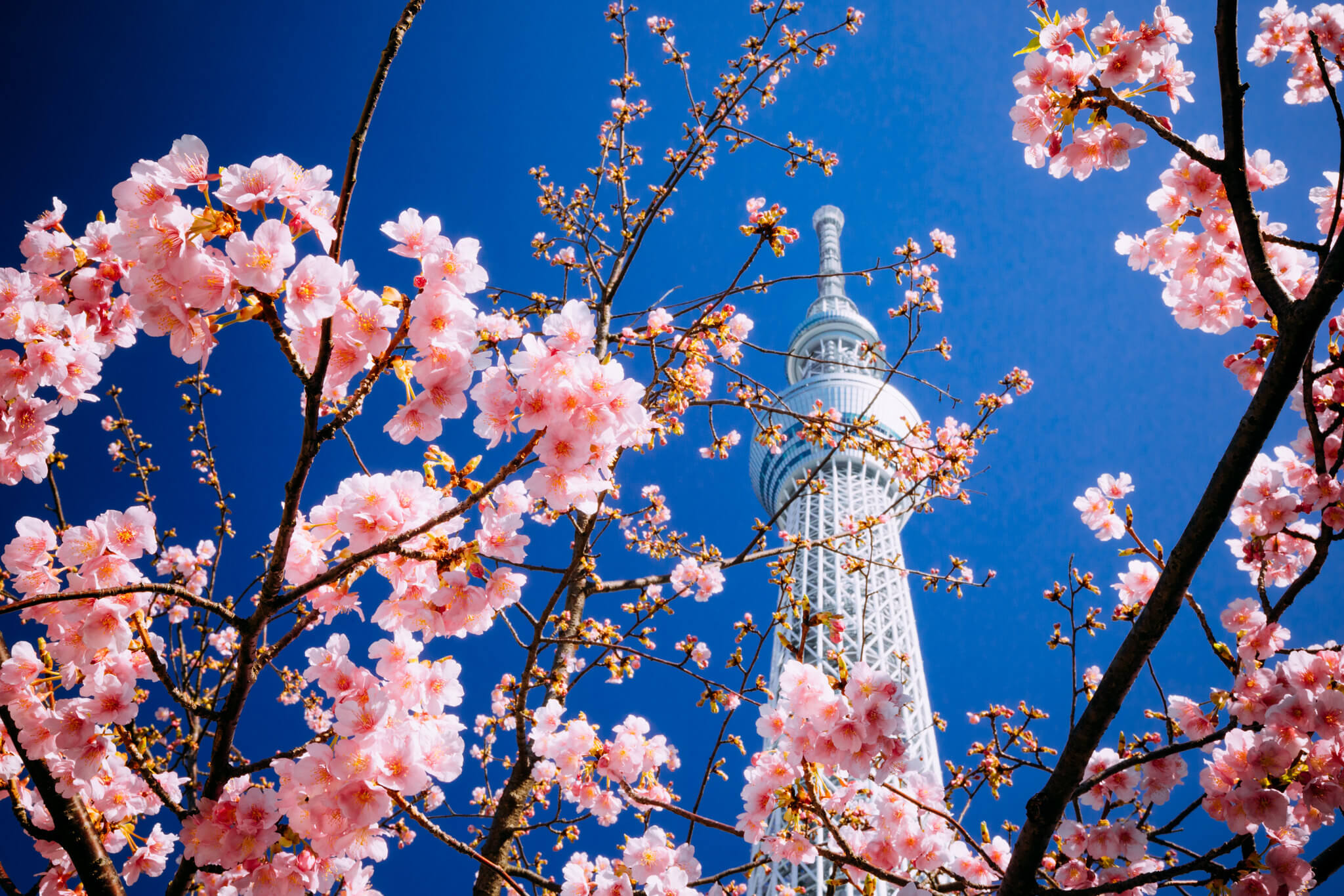 TOKYO SKYTREE TOKYO SKYTREE